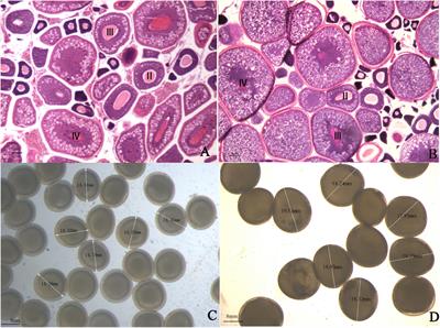 <mark class="highlighted">Transcriptome Profile</mark> Analysis on Ovarian Tissues of Autotetraploid Fish and Diploid Red Crucian Carp
